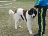 CACIB ADA