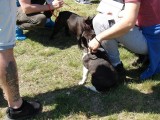 CACIB ADA