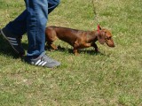 CACIB ADA