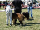CACIB ADA
